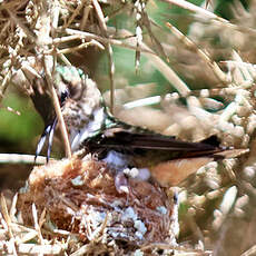 Colibri flammule
