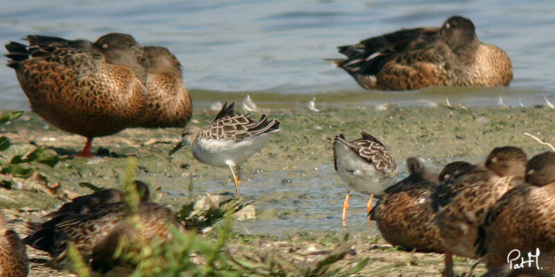 Ruffadult post breeding, feeding habits, Behaviour