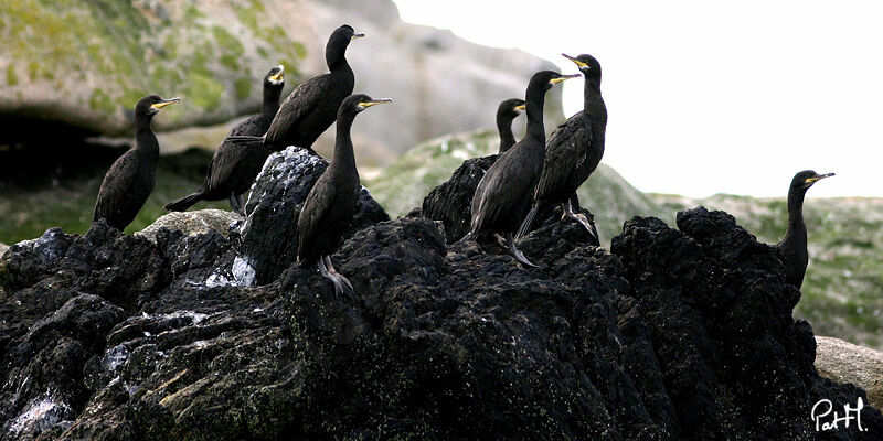 Cormoran huppéadulte, identification, Comportement