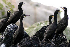 European Shag