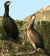 European Shag