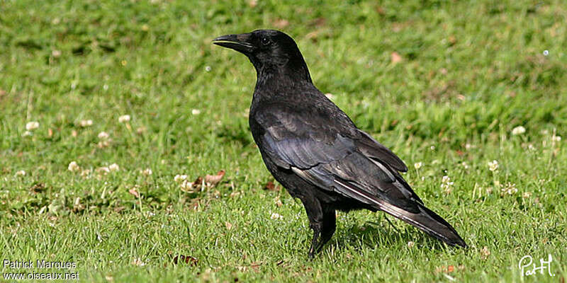 Carrion CrowSecond year, moulting, pigmentation