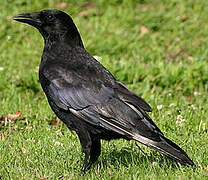 Carrion Crow