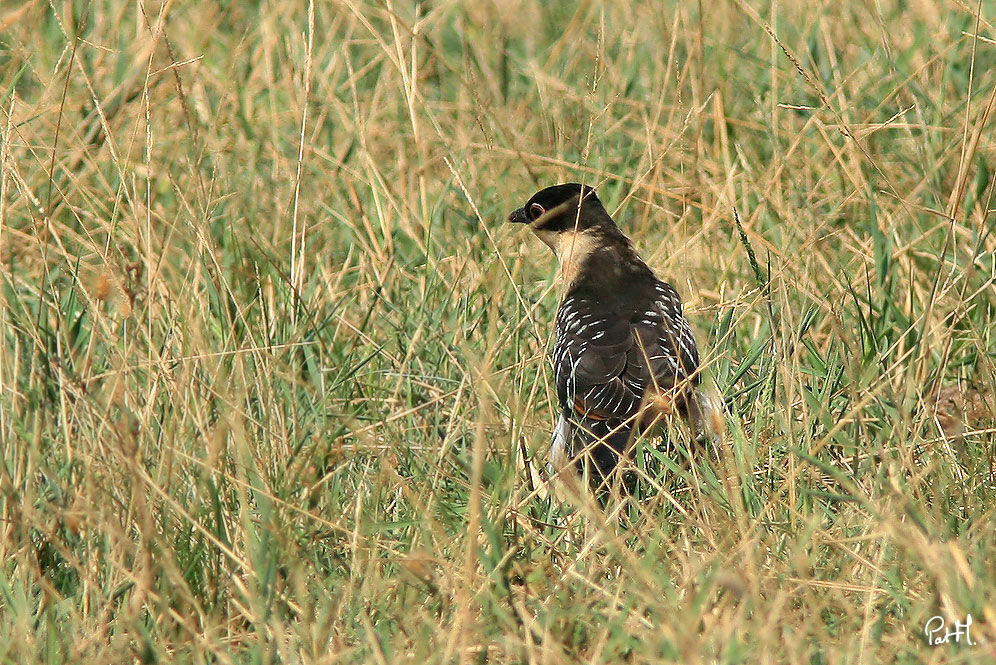 Great Spotted Cuckoojuvenile, identification