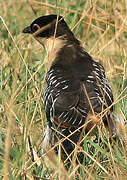 Great Spotted Cuckoo