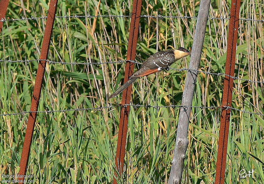 Coucou geaijuvénile, habitat, camouflage, pêche/chasse