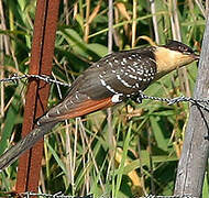 Great Spotted Cuckoo