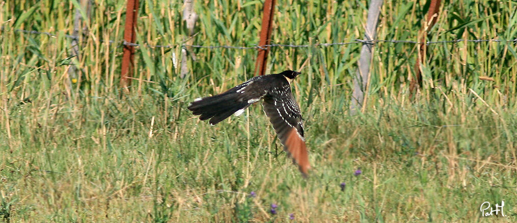 Great Spotted Cuckoojuvenile, identification