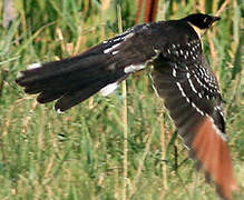 Great Spotted Cuckoo