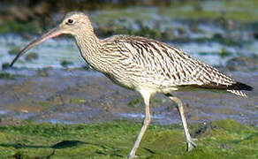 Eurasian Curlew