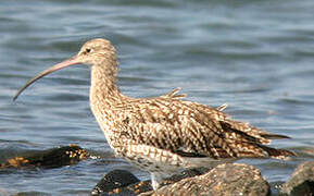 Eurasian Curlew