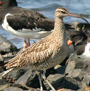 Eurasian Whimbrel