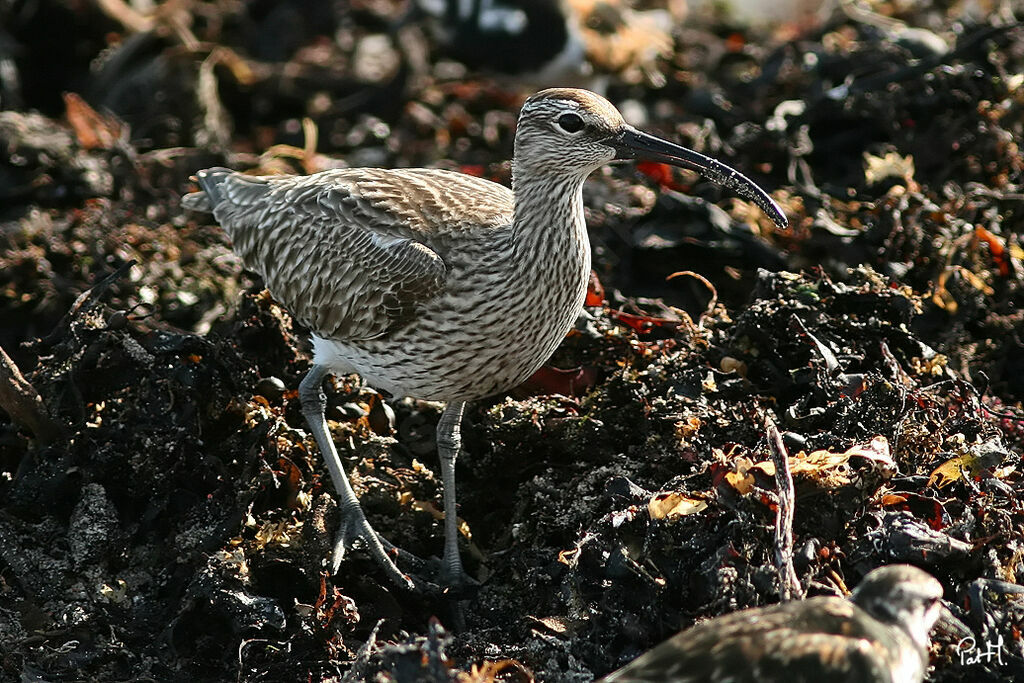 Whimbrel, identification