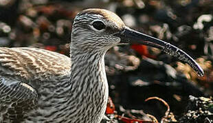 Eurasian Whimbrel