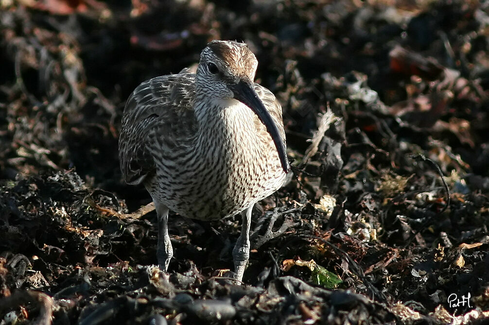 Eurasian Whimbrel, identification