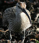 Eurasian Whimbrel