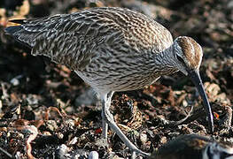 Eurasian Whimbrel