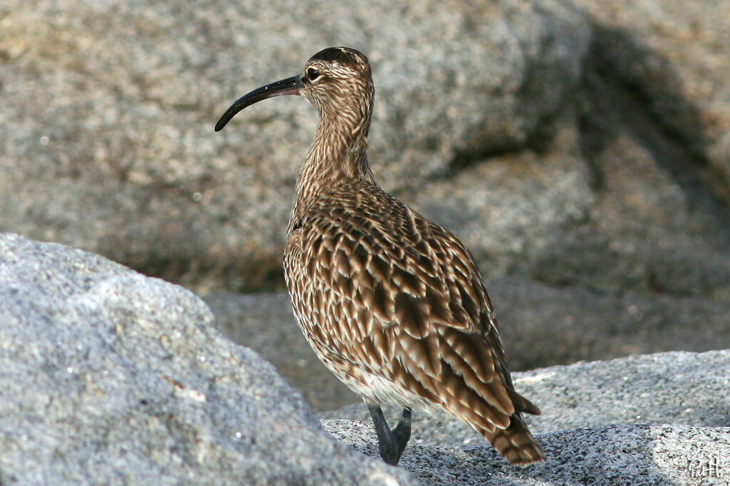 Whimbrel, identification