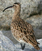 Whimbrel