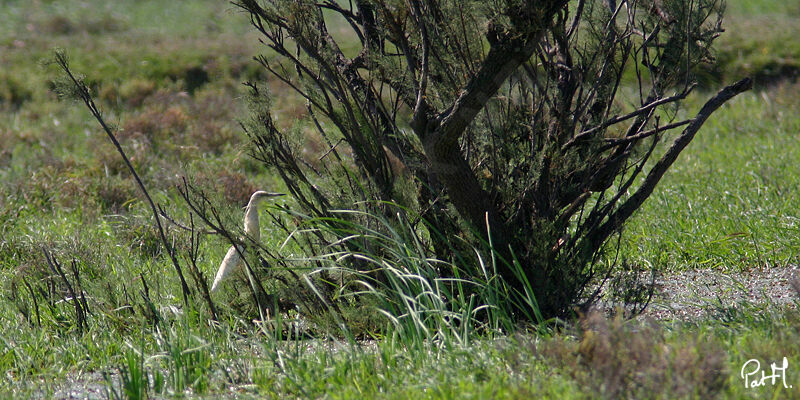 Crabier chevelu, identification