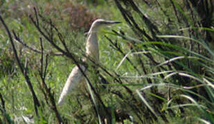 Crabier chevelu