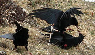 Red-billed Chough