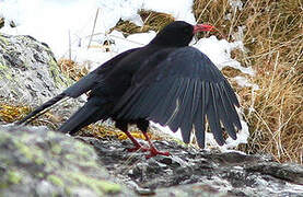 Red-billed Chough