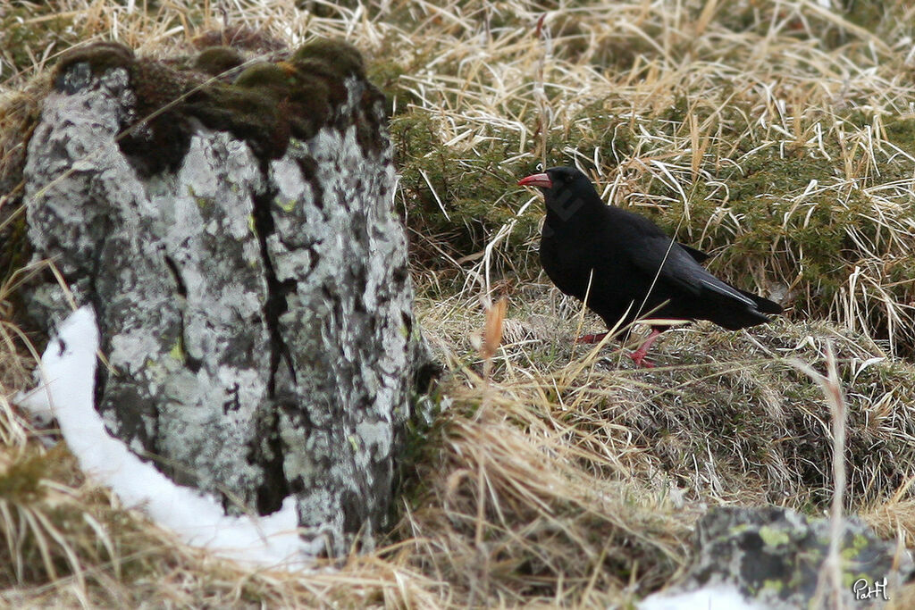 Red-billed Chough