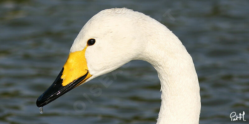 Whooper Swan, identification