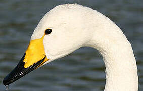 Whooper Swan