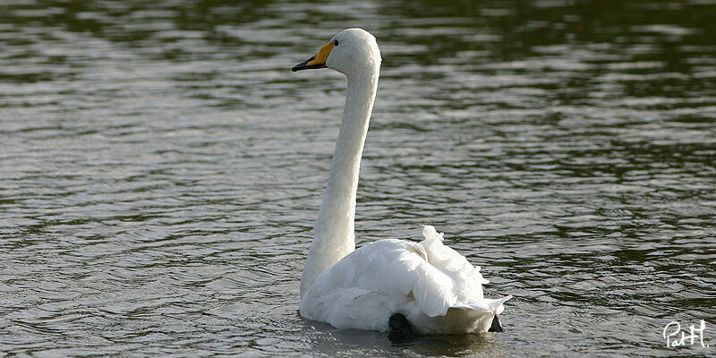 Cygne chanteur, identification