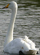 Whooper Swan