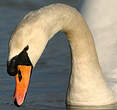 Cygne tuberculé