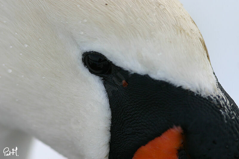 Mute Swan, identification