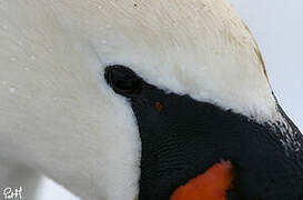 Mute Swan