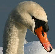 Mute Swan