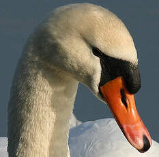 Cygne tuberculé