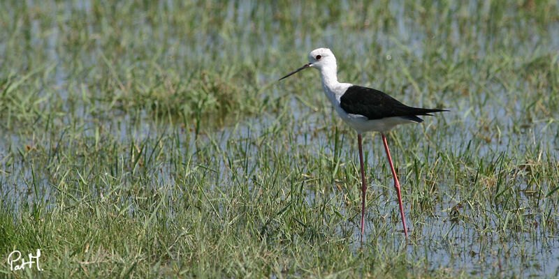 Black-winged Stilt, identification