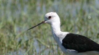 Black-winged Stilt