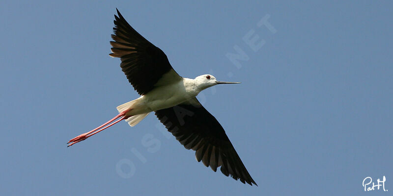 Black-winged Stiltadult, identification, Flight, Behaviour