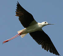 Black-winged Stilt