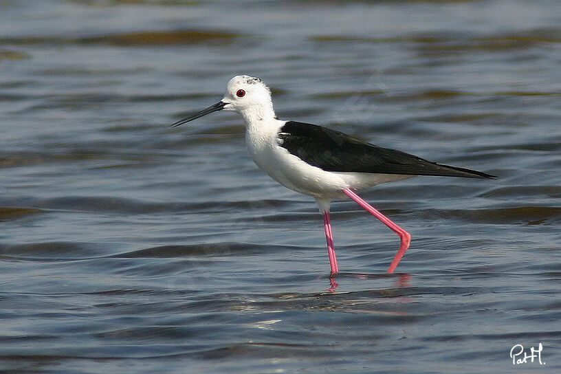 Black-winged Stiltadult, identification