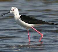 Black-winged Stilt