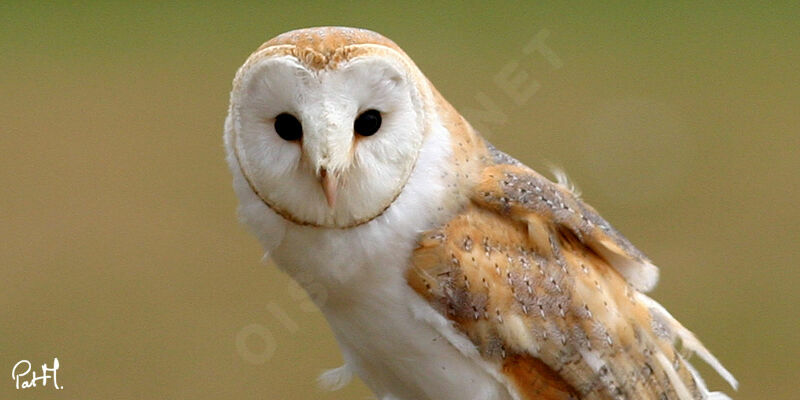 Western Barn Owl