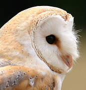 Western Barn Owl