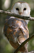 Western Barn Owl