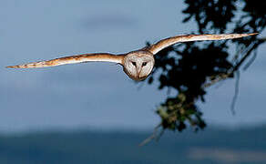 Western Barn Owl