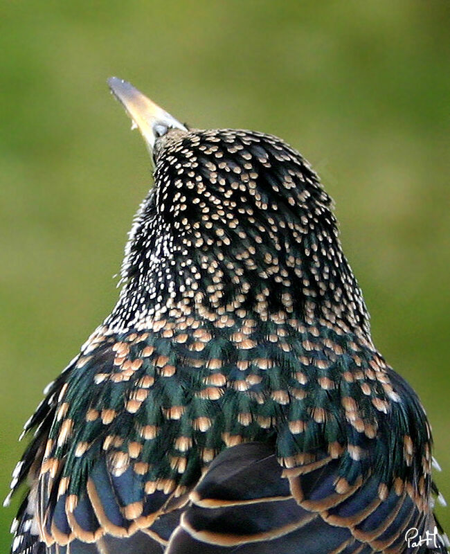 Étourneau sansonnetadulte internuptial, identification