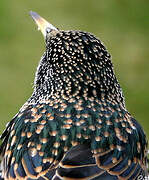 Common Starling