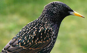 Common Starling